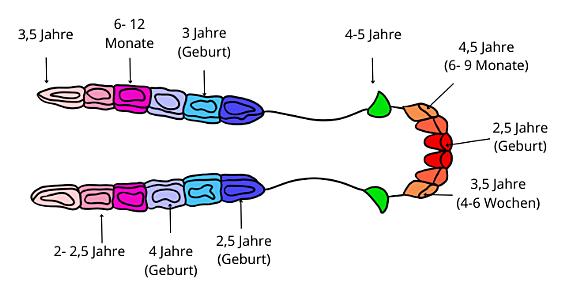 Altersbestimmung anhand der Pferdezähne
