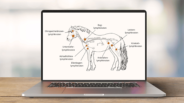 Lymphknoten des Pferdes im Überblick