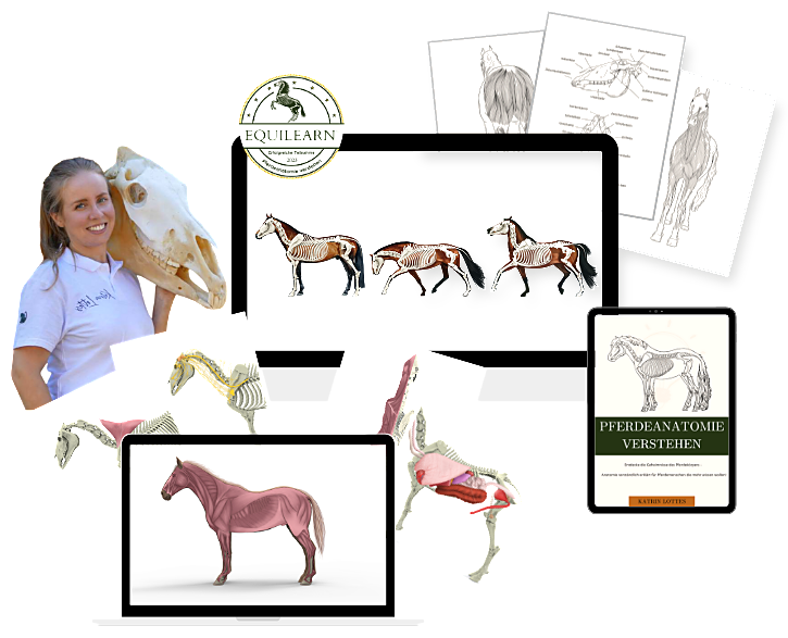 EQUILEARN Pferdeanatomie verstehen – Kursmaterialien, 3D-Modelle und Workbook